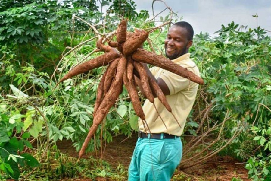 🌱 Cultivons l'avenir : 3 hectares de manioc à Dabou !